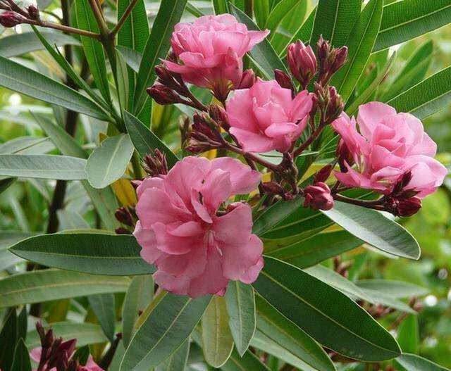 夹竹桃|家里不能养的3种花,再漂亮也别买,茎、叶都有剧毒,要远离