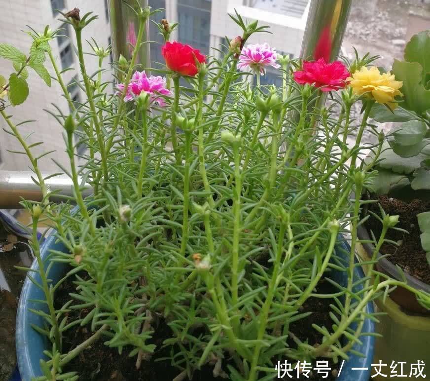 初夏扦插“4种花”,一周生根沾土就活,很快就有花儿欣赏了