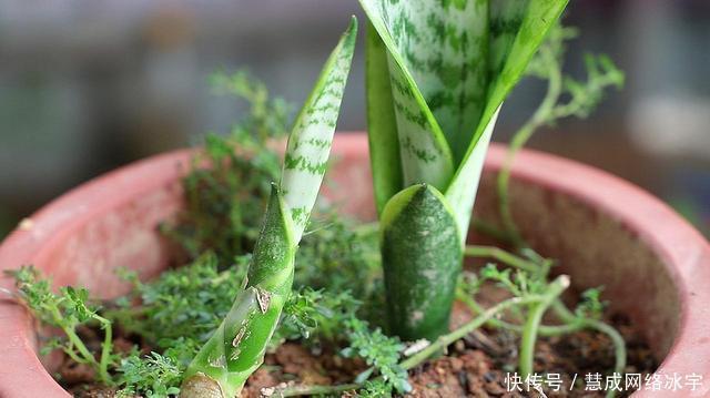 虎皮兰叶片打卷,不冒新芽,“猫腻”在这里,动动手搞定!