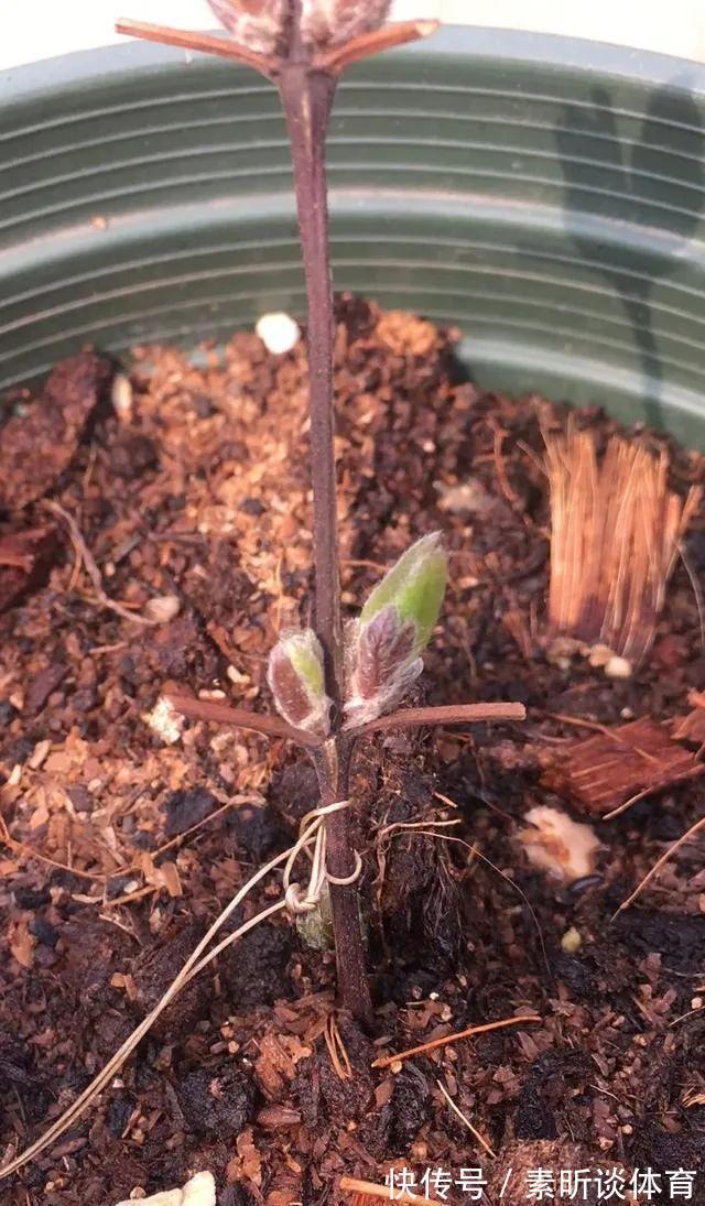 施肥|她养铁线莲，每年早做三件事，从不为开花发愁，今年我要向她学习