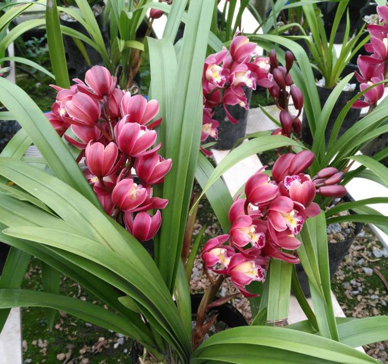 红贵妃|养花试试这款，开花后香味可飘得很远，放在客厅里可以净化空气