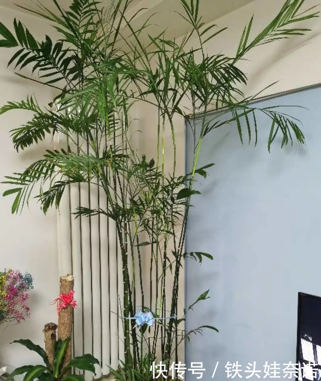 2021养盆镇宅花,当做守护神,好运进来,霉运离开!