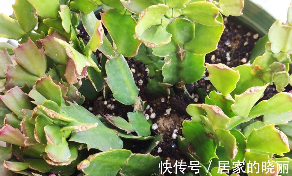 夏季蟹爪兰叶片萎蔫还烂根,实践告诉您是这些地方没做好导致的