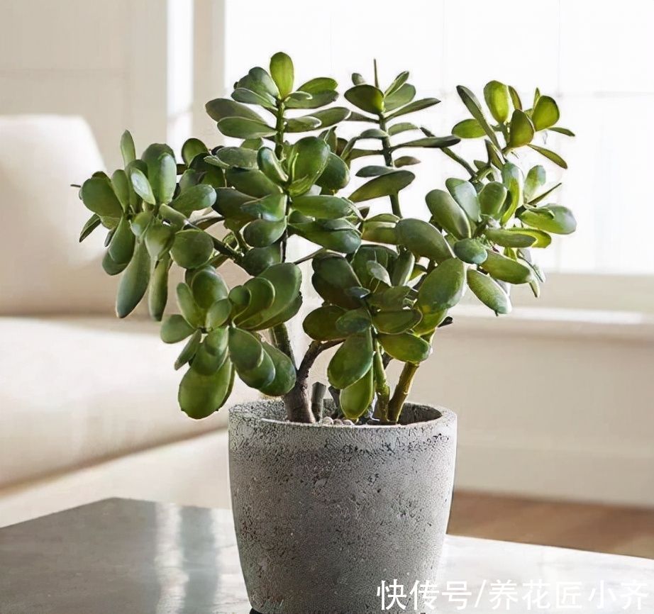 号称养不死的5种花,第四种剪成“碎段”都能活,养花新手赶紧养