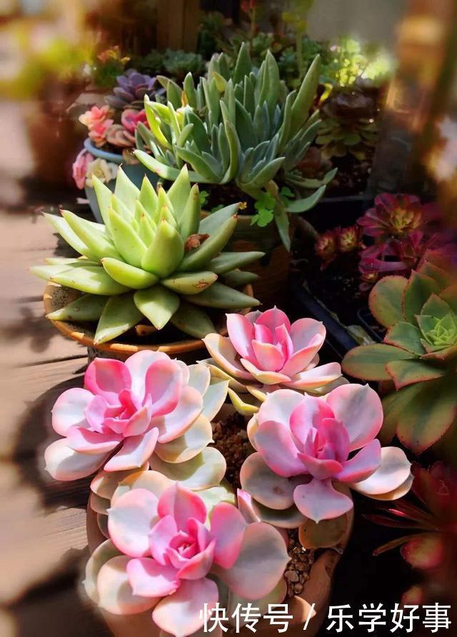 最萌不过粉色，这10款粉色系多肉，各有各的美，哪种能“粉”到你