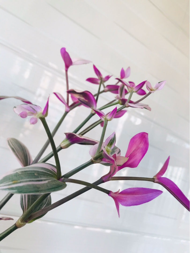 叶子花颜值也很高,叶子花纹像油画,耐阴好养