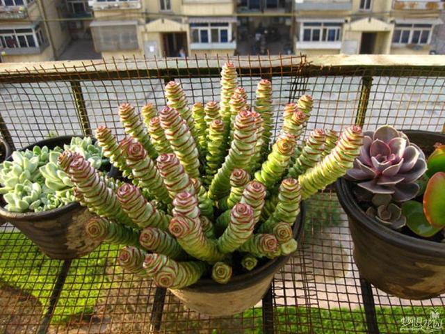 6种多肉会“变形”，花盆吊起来养，叶子2米长，能当“门帘”！