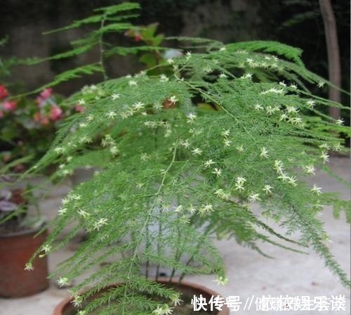 新枝|文竹有“三喜三怕”，顺着它，盛夏也生机勃勃，养成苍劲小老桩！