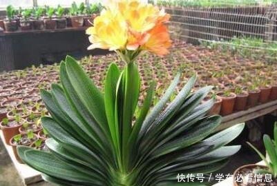 “1种常见的小东西”砸一砸,养君子兰,花苞呼呼冒,花大色艳!