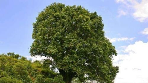 更上一层楼|凭第一眼的感觉,哪棵树最入你眼测未来你的孩子会不会有出息