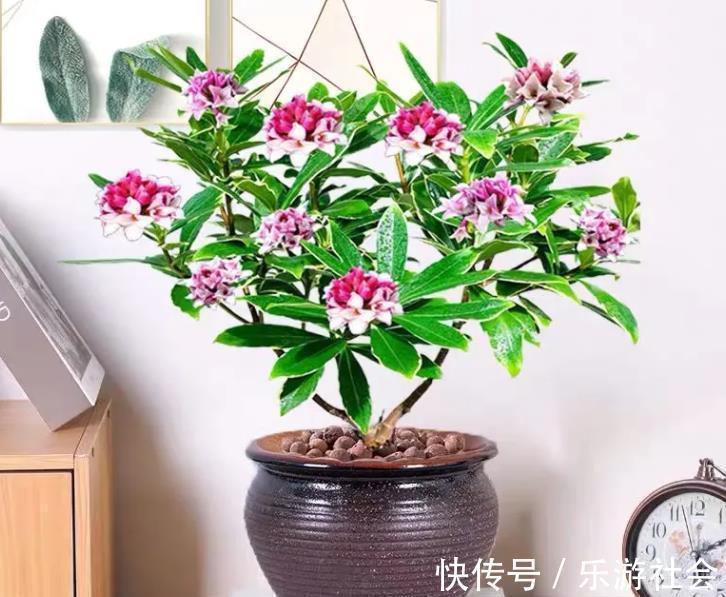 金边瑞香|养花六年,4种花一直不舍得扔,我有喜欢它们的理由