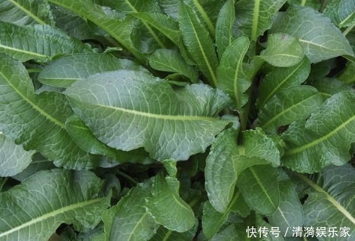 野菜|农村常见的一种“牛舌头”,谁见谁厌烦,殊不知还是上佳野菜