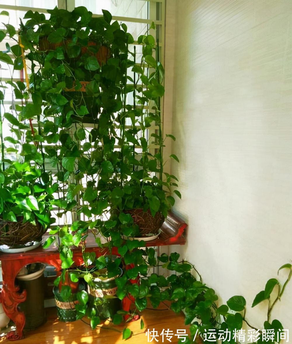 天冷需要多晒的“8种花”，有些还要“断粮少水”，不然熬不过冬