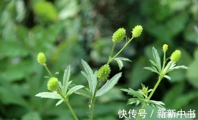 茴茴蒜|这草长得很像艾草,若是遇到请别采摘,农民称它“野桑葚”