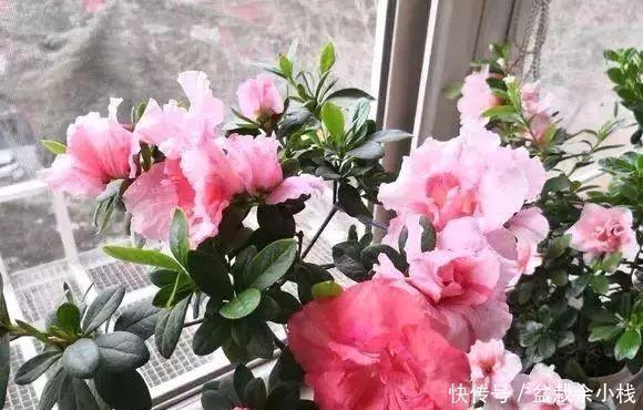 盆里灌点饮料,盆土疏松有营养,10年不用换土花也长得旺