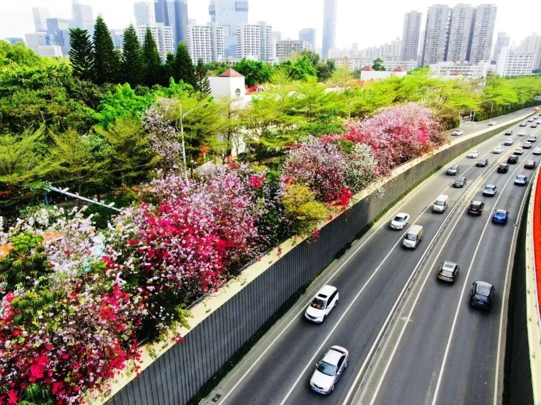 走，一起来看深圳的“花花世界”