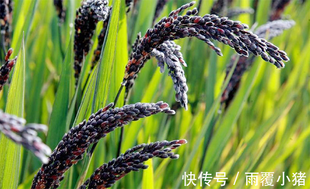 食用价值|男人多吃3种“肾黄金”，比吃枸杞强，50岁后依旧“肾强腰壮”