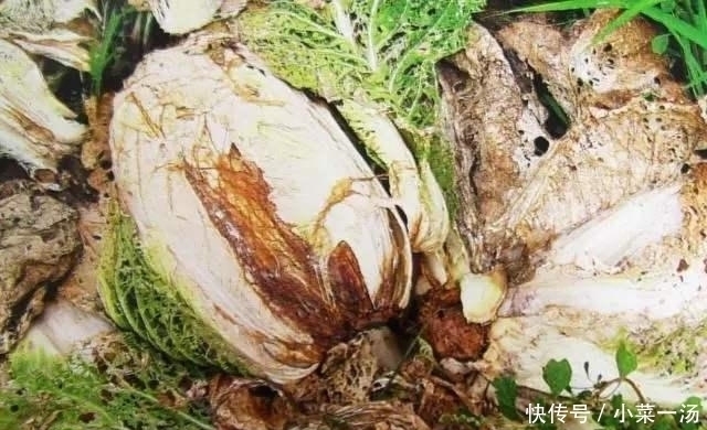 健康|营养师再次提醒:6种“问题蔬菜”不能吃,为了健康,趁早拉黑!