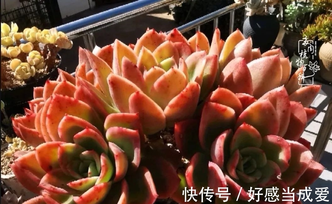 治愈之“肉”:愿所有的养肉人都被这些“胖子们”治愈