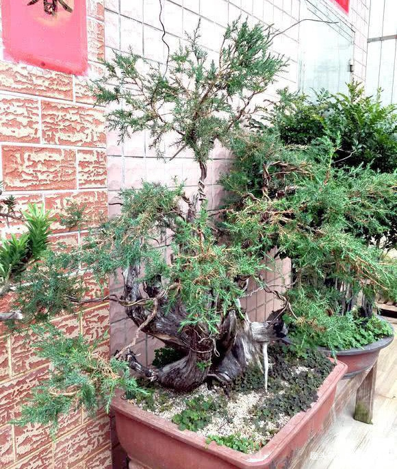 树种|山上随处可见的树桩,挖一棵养三年初步定枝,专家预估至少1万!