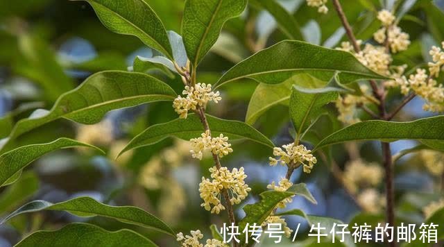 七言古诗#卢照邻诗一首，此诗是他的代表作，已是初唐七言古诗的代表作之一