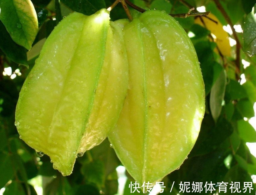 树势|杨桃保护肝脏、降低血糖,农民掌握种植要点,收获吃不完的杨桃