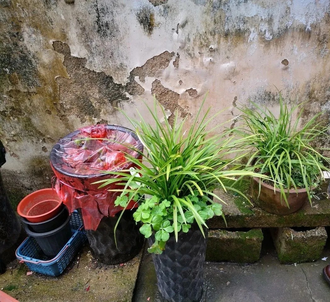 蕙兰|春兰、蕙兰这样种植，4年不翻盆，也从没发现烂根