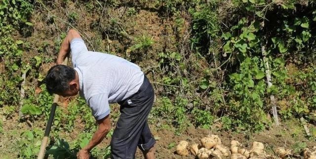 中国人|很多人吃的一种蔬果,在市场上很受欢迎,但不知道它有剧毒