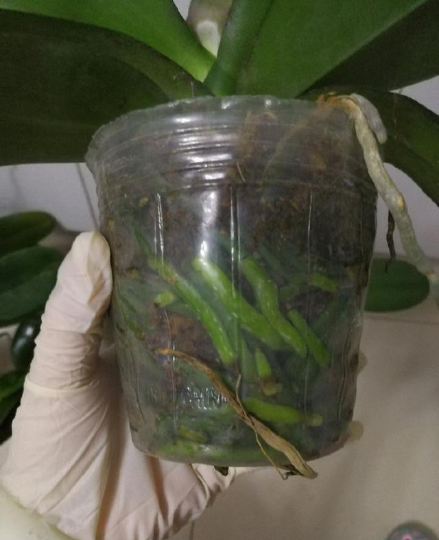 空气湿度|烂根的蝴蝶兰别扔,学会这么做,猛窜花枝,年年都开花