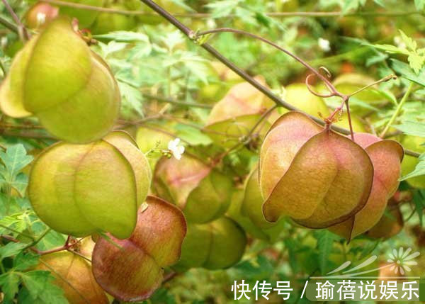 植物|农村常见的野草，果实可以榨油，还是治疗蛇伤的良药，你老家有吗