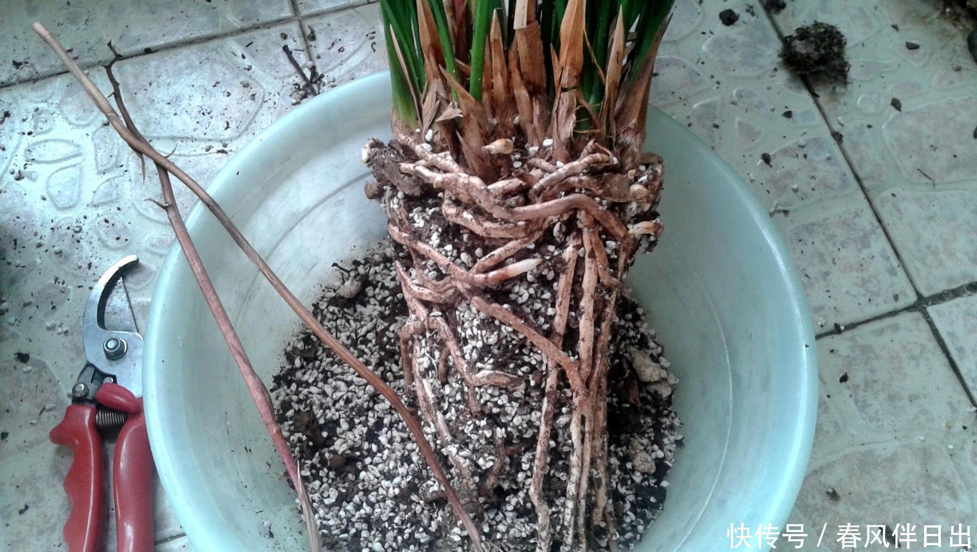 春天如何给花换盆？掌握这3点，换盆很简单