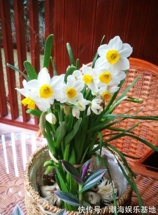 12个月各有各的花神，你出生在几月，你的花神就是它