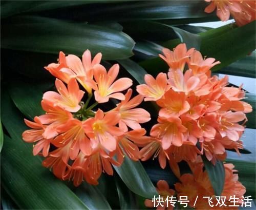 养君子兰，在盆里下“猛料”，叶绿根肥，年年开花收不住