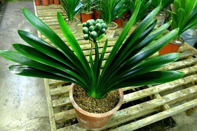 花友们|君子兰不开花,却不知道问题在哪老花匠这些地方有讲究