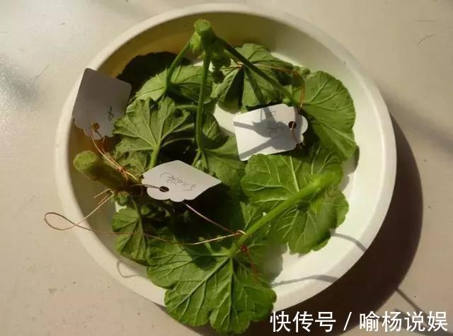 扦插加个小药片，成活率翻番，新手也能做得好！