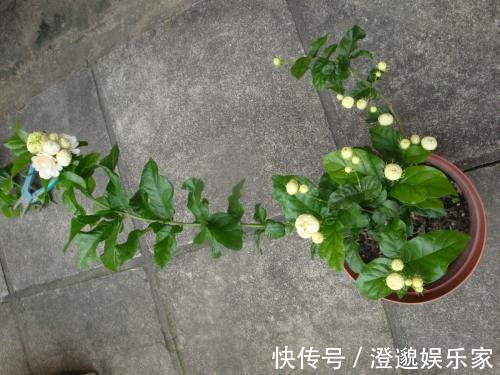 小花|茉莉花不用花钱买,家里有一盆变出好多盆,全靠这一招