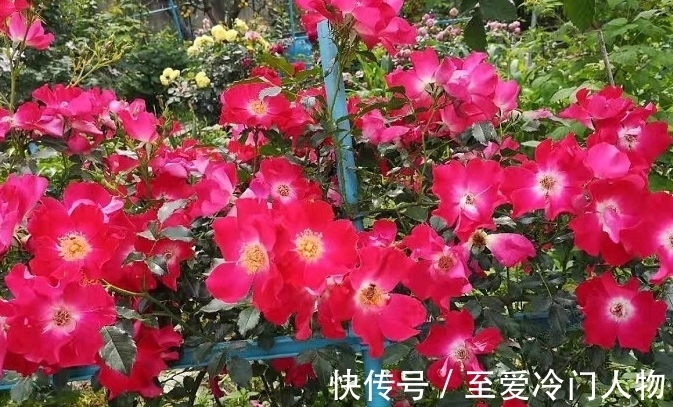 月季红蜘蛛爆发期,这套防治攻略请收好