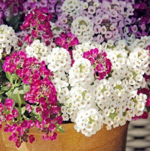 阳台必养此款花卉,净化空气的能力超强,特别的养人