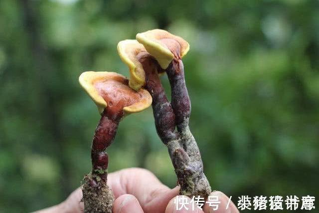 深山|深山老林一种野生菌类,是天然“抗癌剂”,坚持每天吃一点