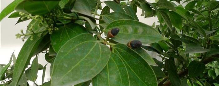 肉桂是什么树的树皮,它是一种什么样的植物?