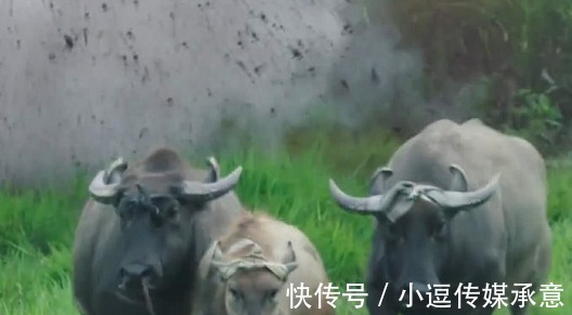 撒子呦|“抗日神剧”真会玩，战场上抓猪赶牛，一招“火牛阵”团灭敌人
