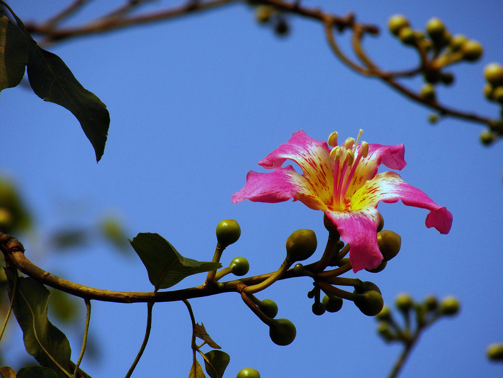 此花有着美人一般的花姿,是代表了非凡的美丽的花,而且秀色可餐