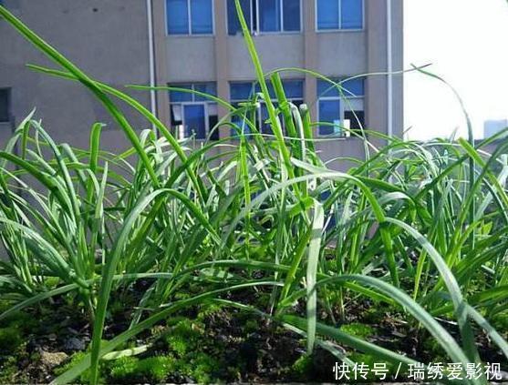 城市人阳台盆栽蔬菜,选啥合适?此4款既能当绿植观赏又能吃