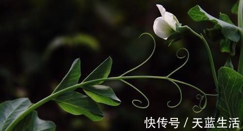 孝心|出生在几点钟的孩子,受到长辈疼爱,长大后出人头地,反哺双亲