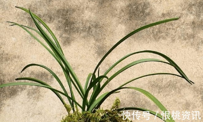 兰根|兰花烂根了怎么救花农教你几招,救活几盆烂根的兰花不成问题