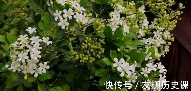 这首歌|养盆九里香，花色素雅有气质，比香水还好闻，易打理好养活