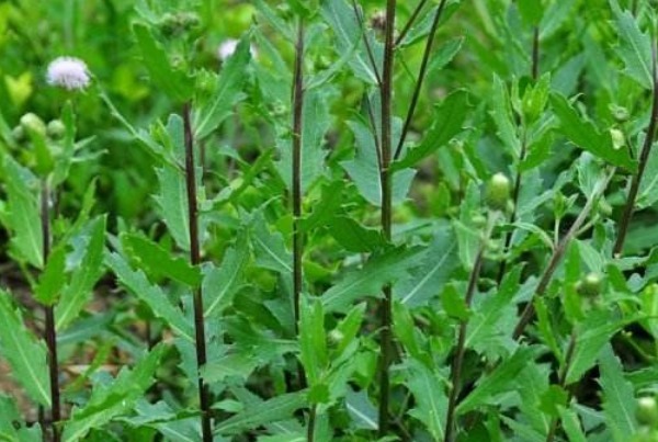 补钙|乡下人常吃的天然钙片,漫山遍野都是,不仅补钙,还有许多好处