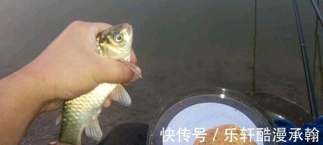 冬钓鲫鱼,越钓鱼越小再不改变钓法,就离停口不远了