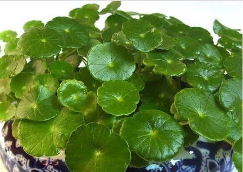 天然的生根液，路边捡几根，泡水或扔花土里，养啥都能爆盆