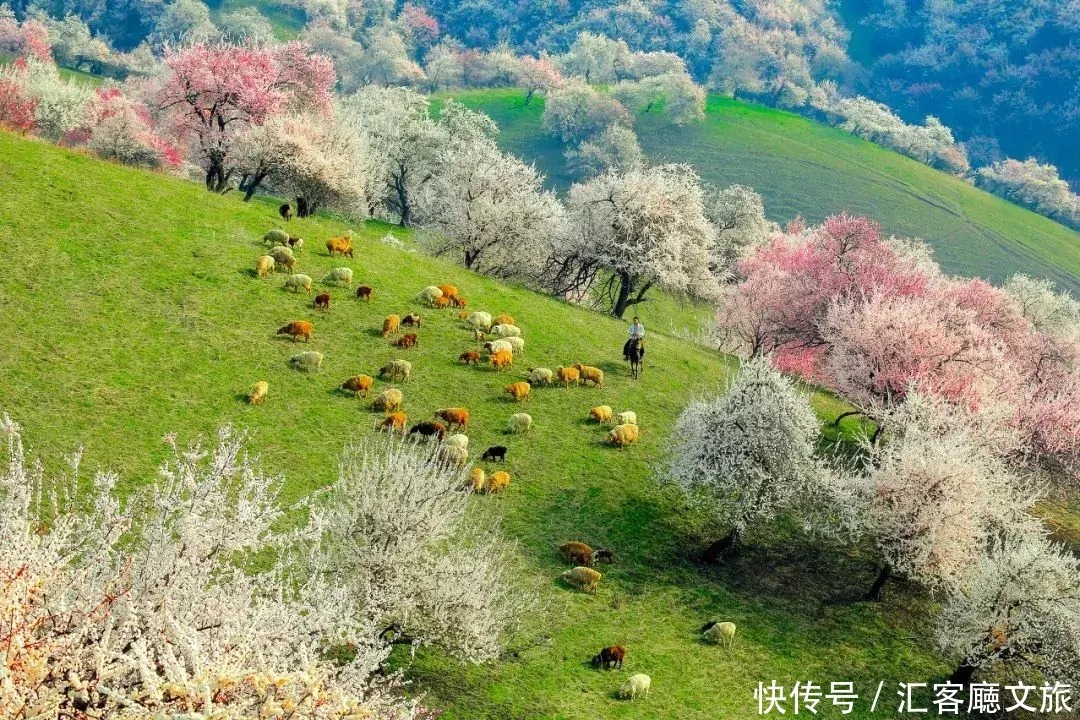 翻雪山穿沙漠，流连异域小镇，寻访新疆烂漫“花火”